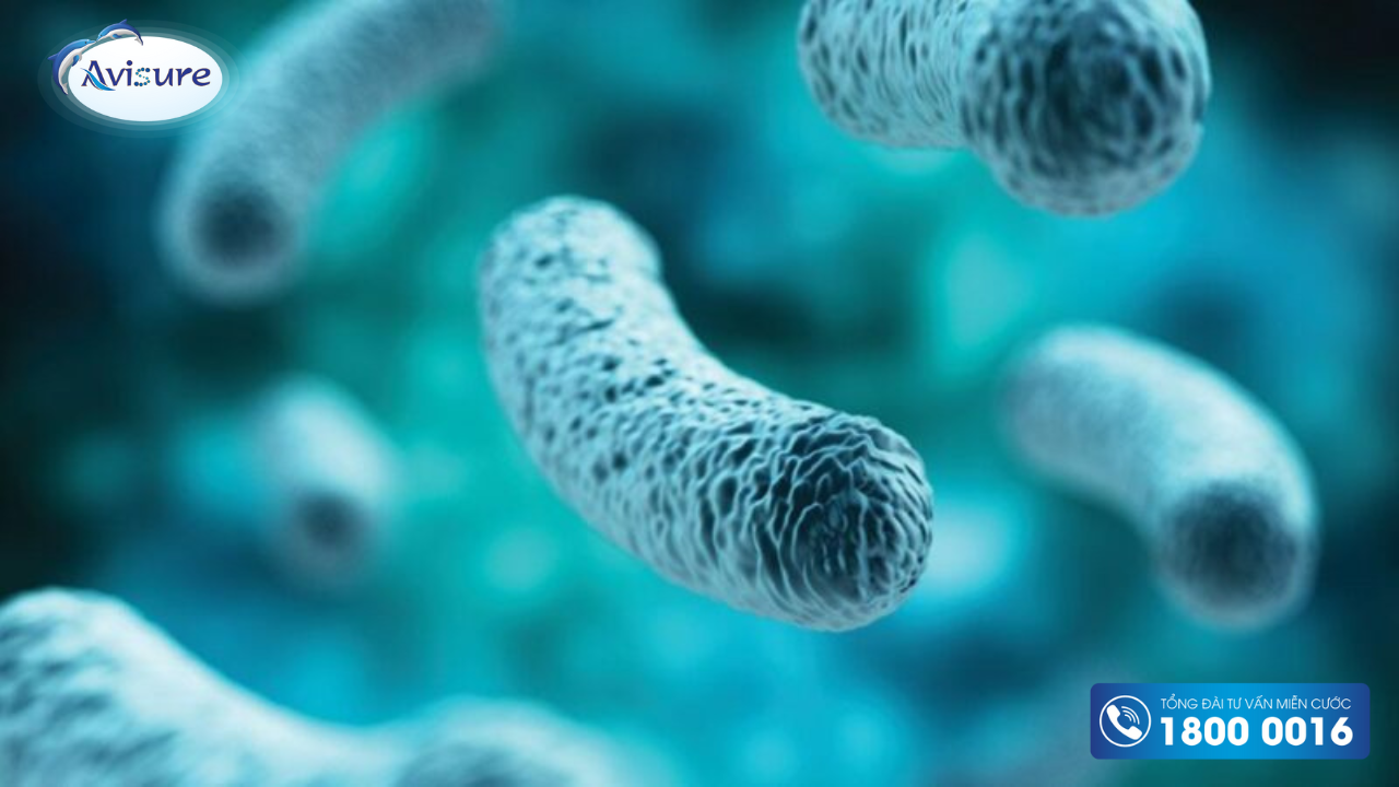 Men vi sinh probiotic tác động đến hệ miễn dịch